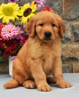 Scotty, a male Golden Retriever for sale in Fredericksburg, OH – 2 of 3