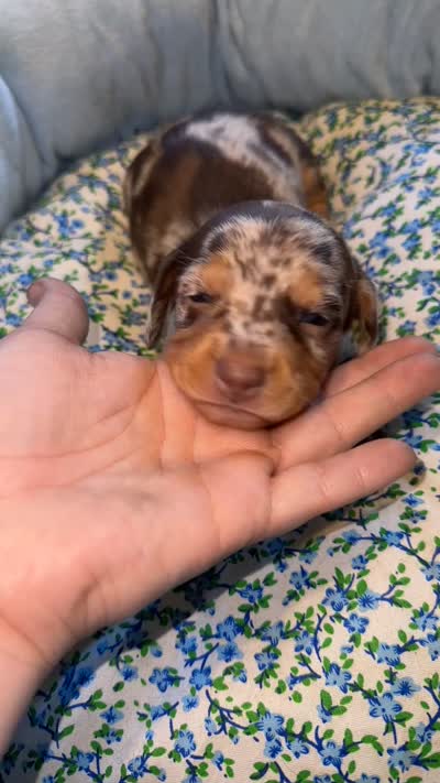 Canyon, a male Miniature Dachshund for sale in Chaumont, NY – 2 of 4