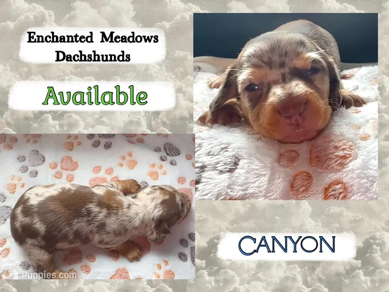 Canyon – Miniature Dachshund puppy for sale in Chaumont, NY
