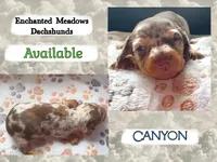 Canyon, a male Miniature Dachshund for sale in Chaumont, NY – 1 of 4