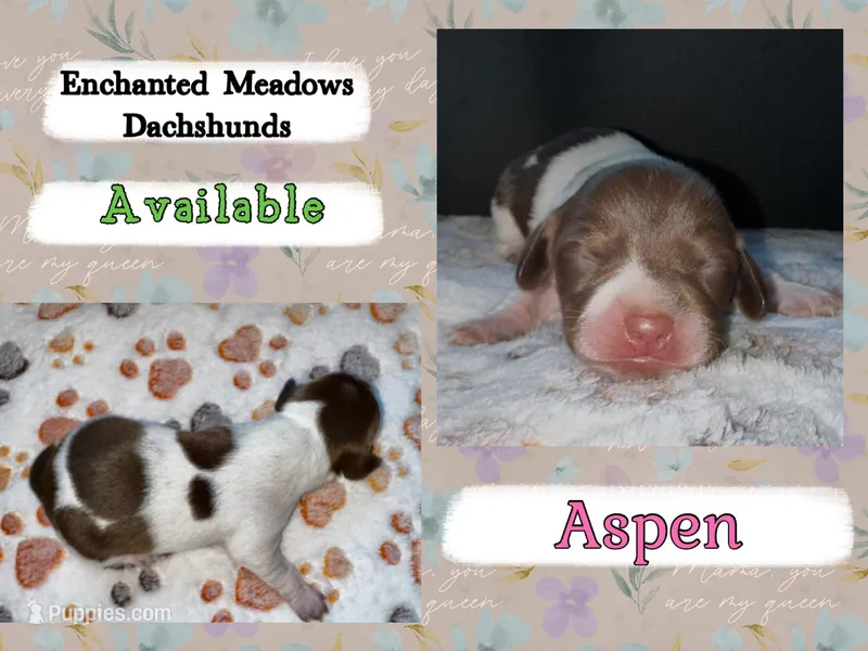Aspen – Miniature Dachshund puppy for sale in Chaumont, NY