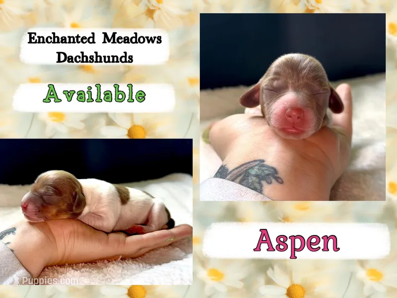 Aspen, a female Miniature Dachshund for sale in Chaumont, NY – Photo 1 of 1