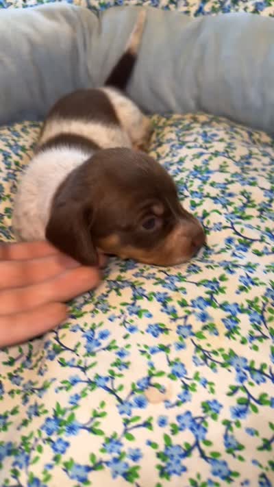 Aspen, a female Miniature Dachshund for sale in Chaumont, NY – 4 of 4