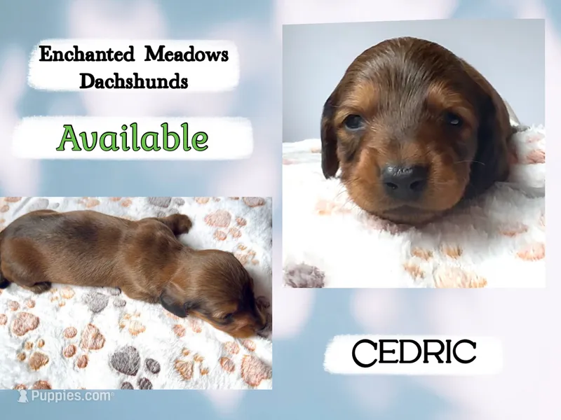 Cedric – Miniature Dachshund puppy for sale in Chaumont, NY