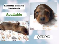 Cedric, a male Miniature Dachshund for sale in Chaumont, NY – 2 of 5