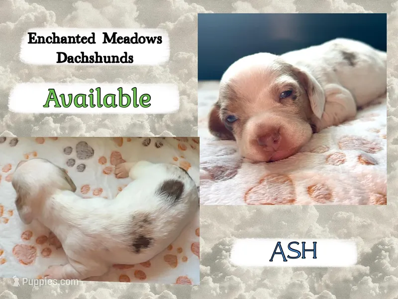Ash – Miniature Dachshund puppy for sale in Chaumont, NY