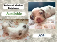 Ash, a male Miniature Dachshund for sale in Chaumont, NY – 2 of 5