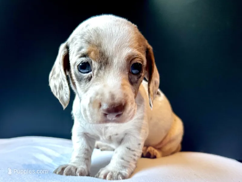 Ash – Miniature Dachshund puppy for sale in Chaumont, NY