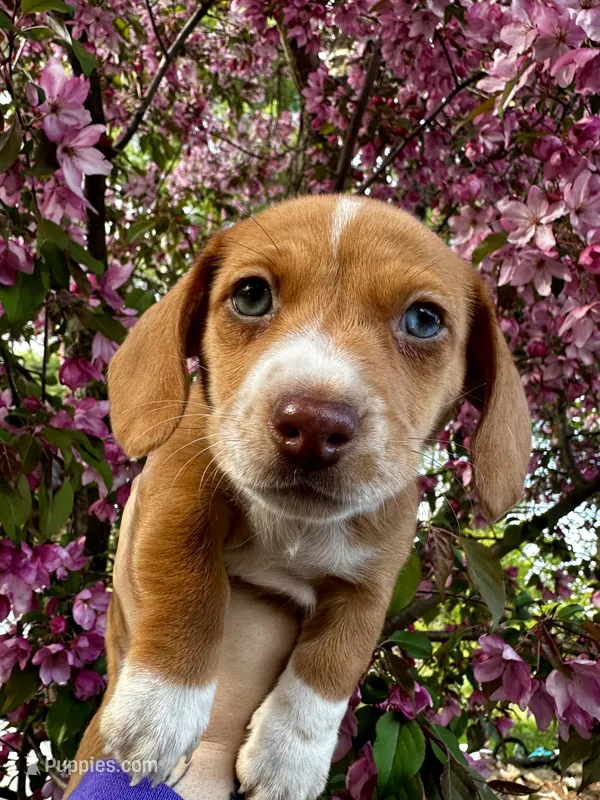 Purple Collar Girl – Miniature Dachshund puppy for sale in Chaumont, NY