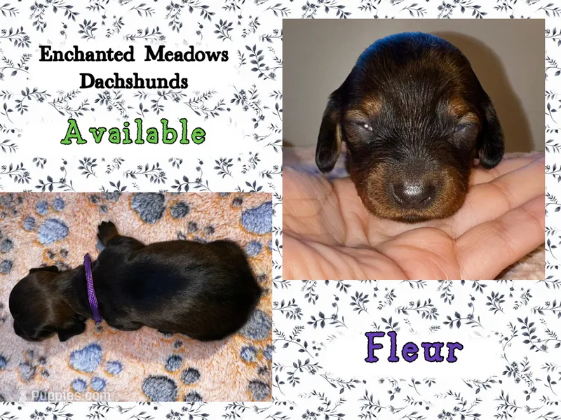 Fleur – Miniature Dachshund puppy for sale in Chaumont, NY