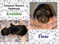 Fleur, a female Miniature Dachshund for sale in Chaumont, NY – 3 of 4