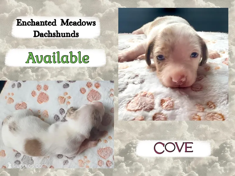 Cove – Miniature Dachshund puppy for sale in Chaumont, NY