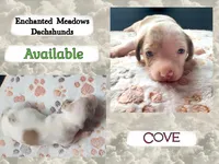 Cove , a female Miniature Dachshund for sale in Chaumont, NY – 2 of 4