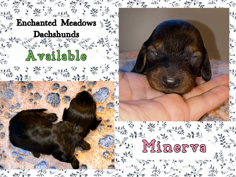 Minerva – Miniature Dachshund puppy for sale in Chaumont, NY