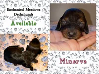Minerva, a female Miniature Dachshund for sale in Chaumont, NY – 2 of 3