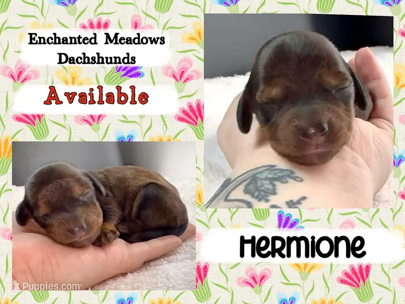 Hermione – Miniature Dachshund puppy for sale in Chaumont, NY