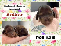 Hermione, a female Miniature Dachshund for sale in Chaumont, NY – 4 of 5