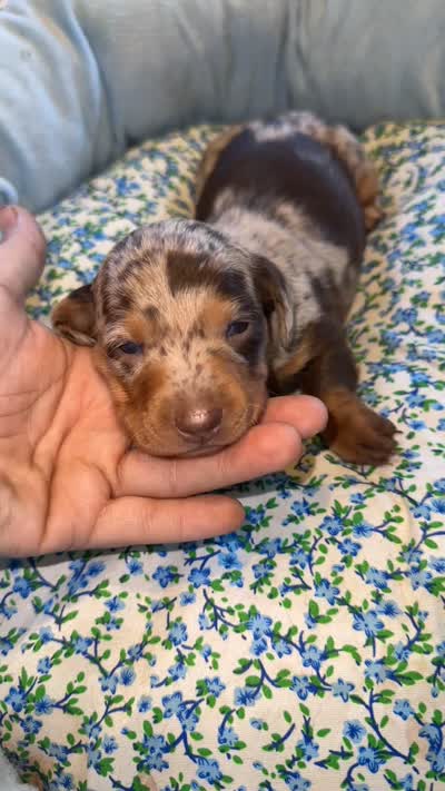 Clover, a female Miniature Dachshund for sale in Chaumont, NY – 2 of 2