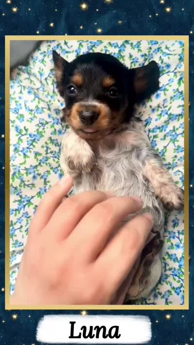 Luna, a female Miniature Dachshund for sale in Chaumont, NY – 5 of 5