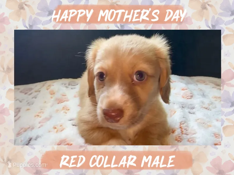 Red Collar Boy – Miniature Dachshund puppy for sale in Chaumont, NY