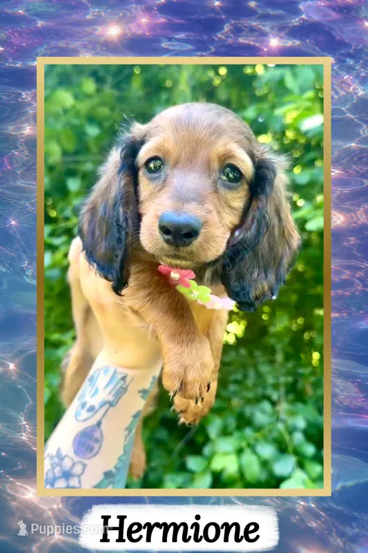 Hermione (Possible delivery to NYC available) – Miniature Dachshund puppy for sale in Chaumont, NY