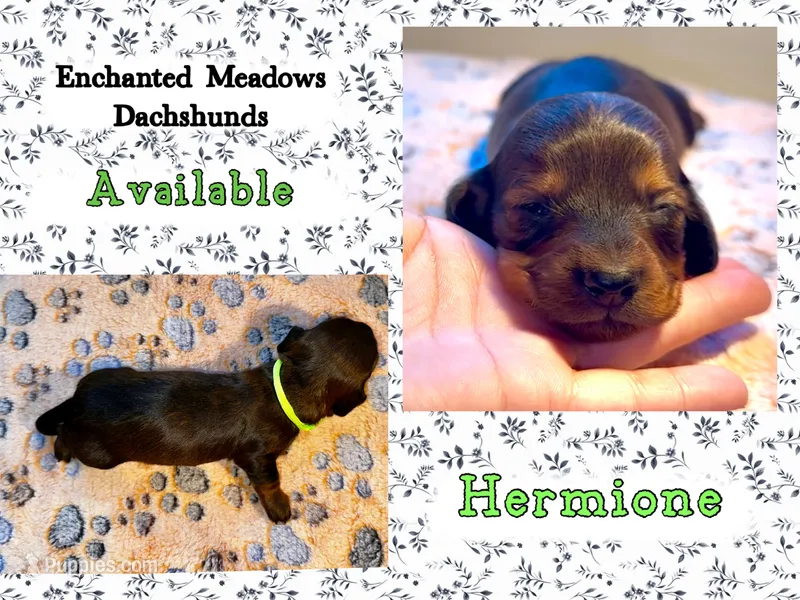 Hermione – Miniature Dachshund puppy for sale in Chaumont, NY