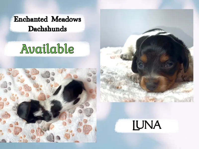 Luna – Miniature Dachshund puppy for sale in Chaumont, NY