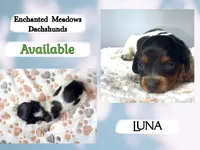 Luna, a female Miniature Dachshund for sale in Chaumont, NY – 2 of 5