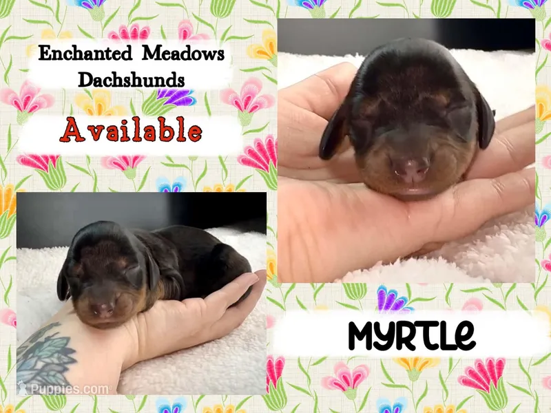 Myrtle – Miniature Dachshund puppy for sale in Chaumont, NY
