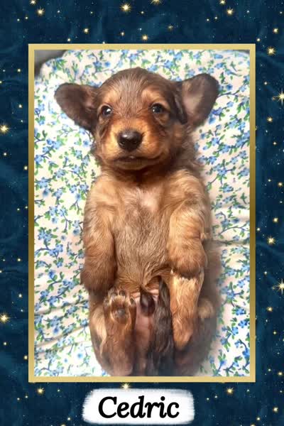 Cedric, a male Miniature Dachshund for sale in Chaumont, NY – 5 of 5