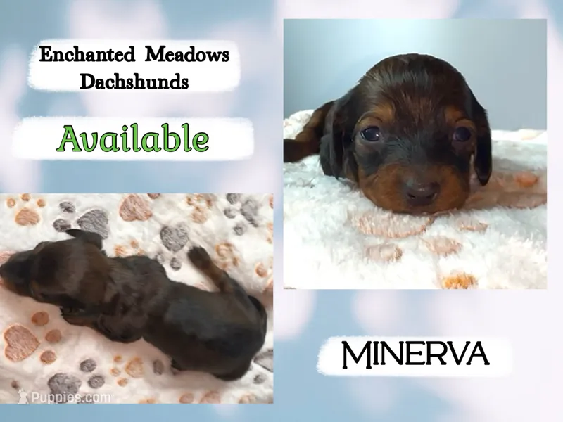 Minerva – Miniature Dachshund puppy for sale in Chaumont, NY