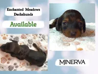 Minerva, a female Miniature Dachshund for sale in Chaumont, NY – 1 of 3