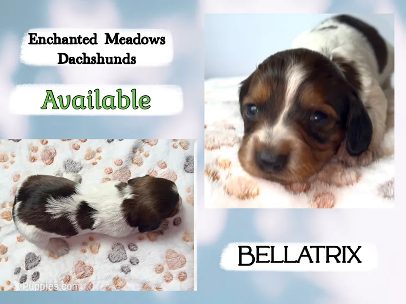 Bellatrix – Miniature Dachshund puppy on hold in Chaumont, NY