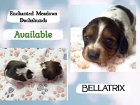 Bellatrix, a female Miniature Dachshund for sale in Chaumont, NY – 1 of 3