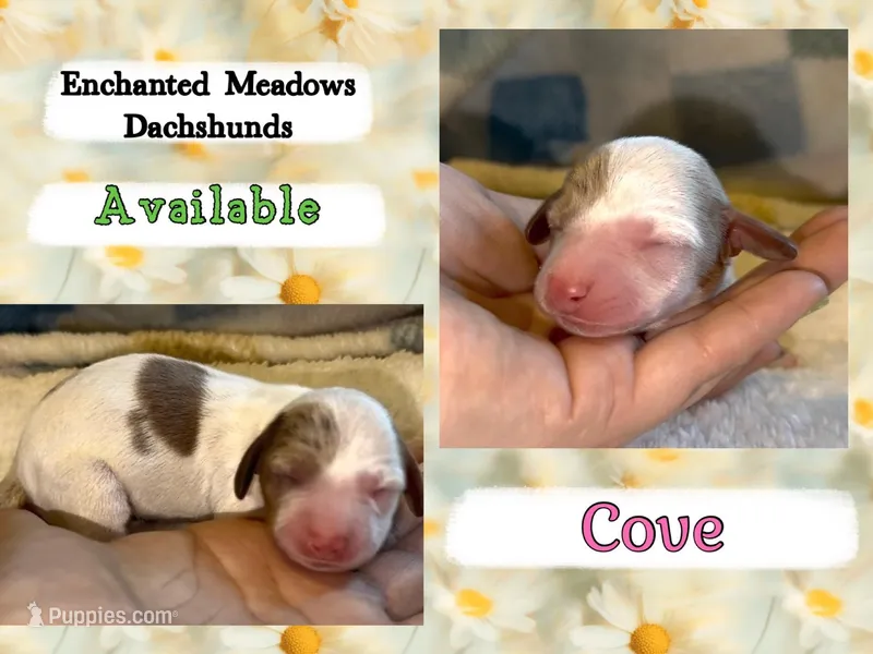 Cove, a female Miniature Dachshund for sale in Chaumont, NY – Photo 1 of 1