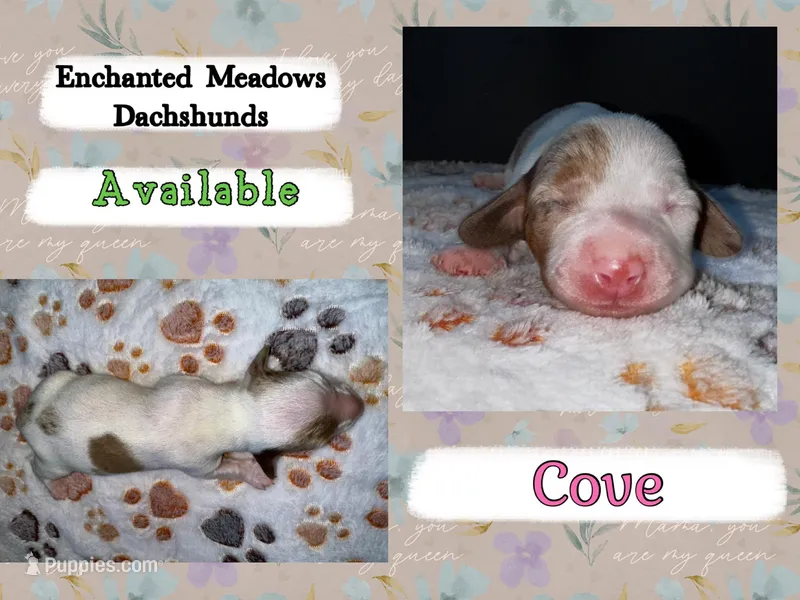 Cove – Miniature Dachshund puppy for sale in Chaumont, NY
