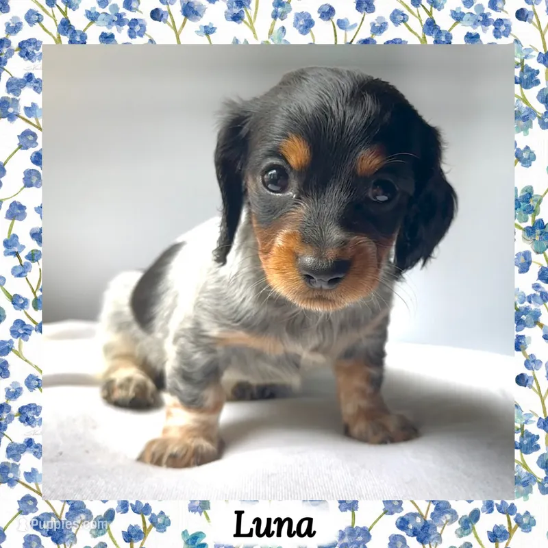 Luna – Miniature Dachshund puppy for sale in Chaumont, NY