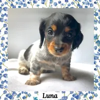 Luna, a female Miniature Dachshund for sale in Chaumont, NY – 1 of 5