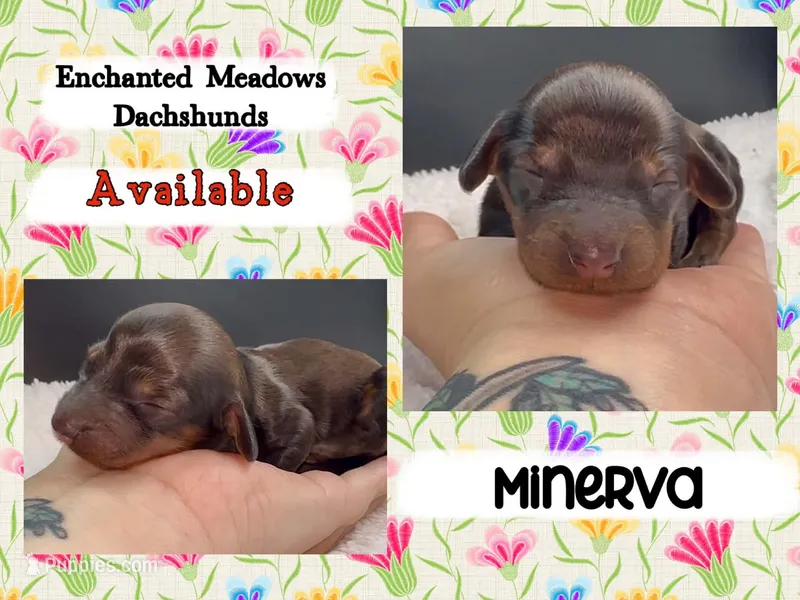 Minerva – Miniature Dachshund puppy for sale in Chaumont, NY