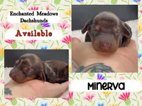 Minerva, a female Miniature Dachshund for sale in Chaumont, NY – 3 of 3