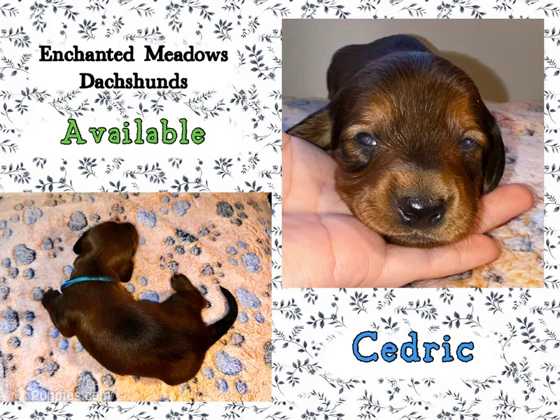 Cedric – Miniature Dachshund puppy for sale in Chaumont, NY