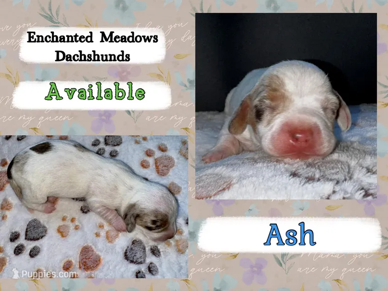 Ash – Miniature Dachshund puppy for sale in Chaumont, NY