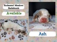 Ash, a male Miniature Dachshund for sale in Chaumont, NY – 5 of 5