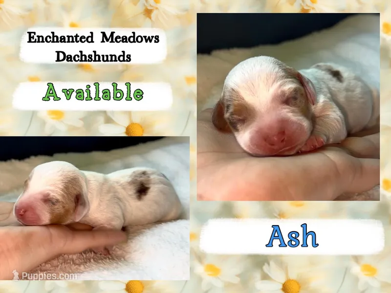 Ash, a male Miniature Dachshund for sale in Chaumont, NY – Photo 1 of 1