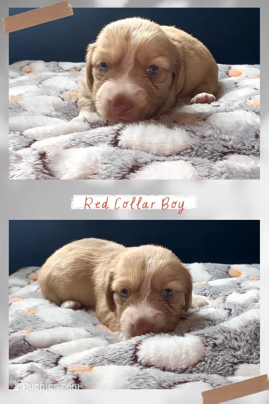 Red Collar Boy – Miniature Dachshund puppy for sale in Chaumont, NY