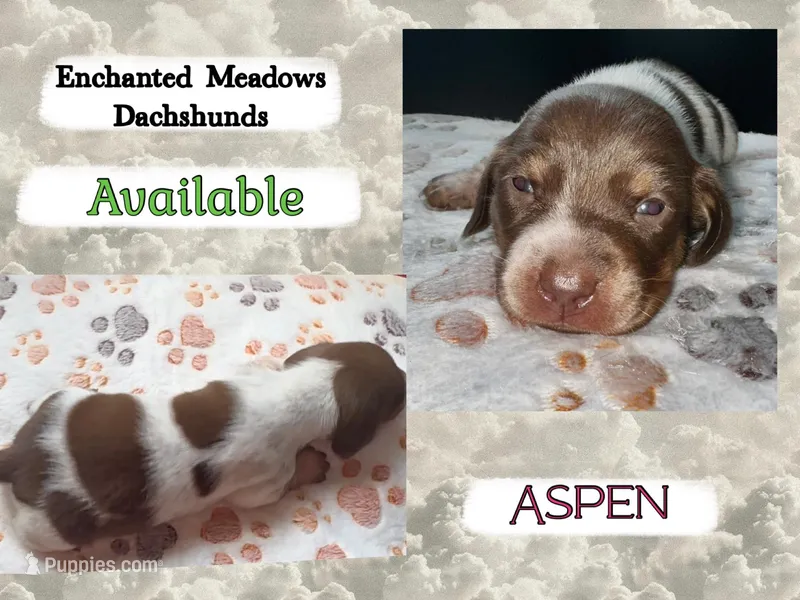 Aspen – Miniature Dachshund puppy for sale in Chaumont, NY