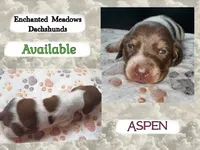 Aspen, a female Miniature Dachshund for sale in Chaumont, NY – 1 of 4