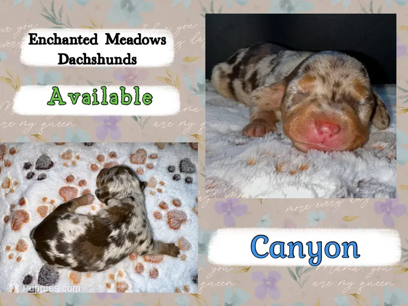 Canyon – Miniature Dachshund puppy for sale in Chaumont, NY