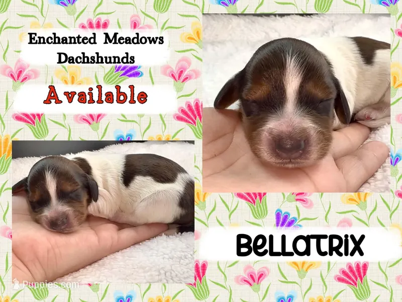Bellatrix – Miniature Dachshund puppy for sale in Chaumont, NY