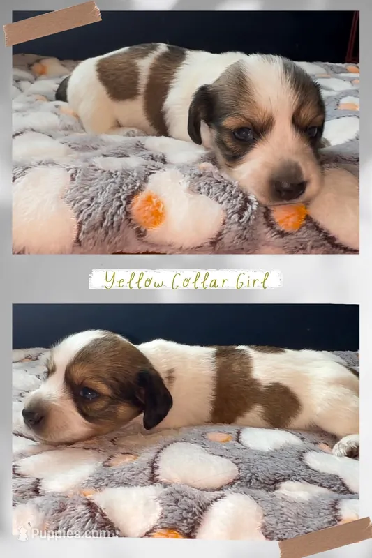 Yellow Collar Girl – Miniature Dachshund puppy for sale in Chaumont, NY